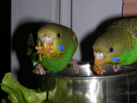 Попугаи за поеданием мягкого корма
